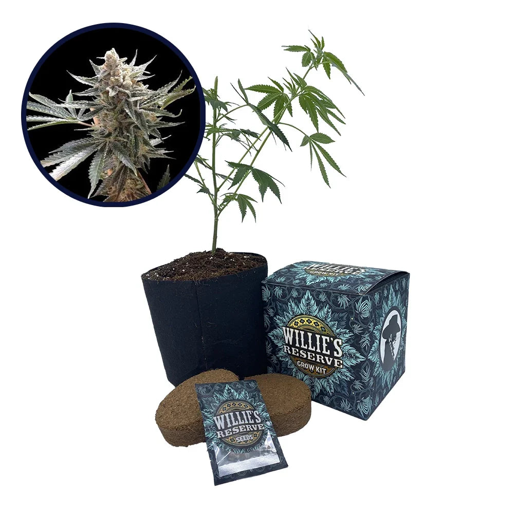 Tangie Strain High Yield Grow Kit