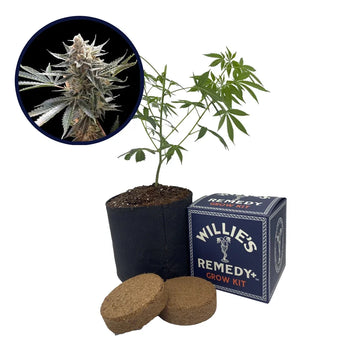 Tangie Strain Grow Kit