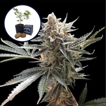 Tangie Grow Kit