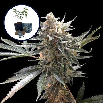 Tangie High Yield Grow Kit