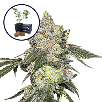 Thin Mint Cookies Grow Kit
