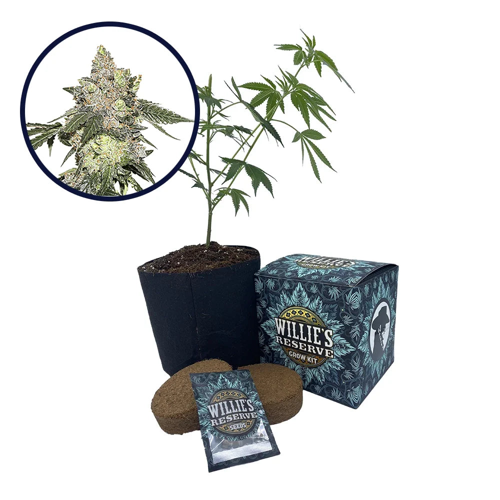 Thin Mint Cookies Strain High Yield Grow Kit