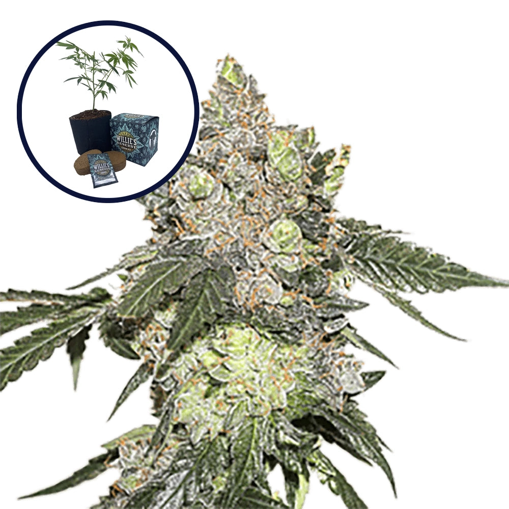 Thin Mint Cookies High Yield Grow Kit