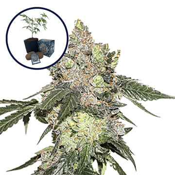 Thin Mint Cookies High Yield Grow Kit
