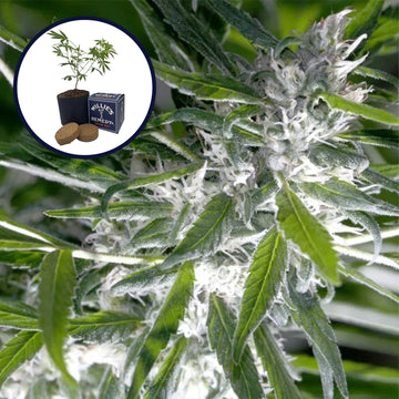 Trainwreck Grow Kit