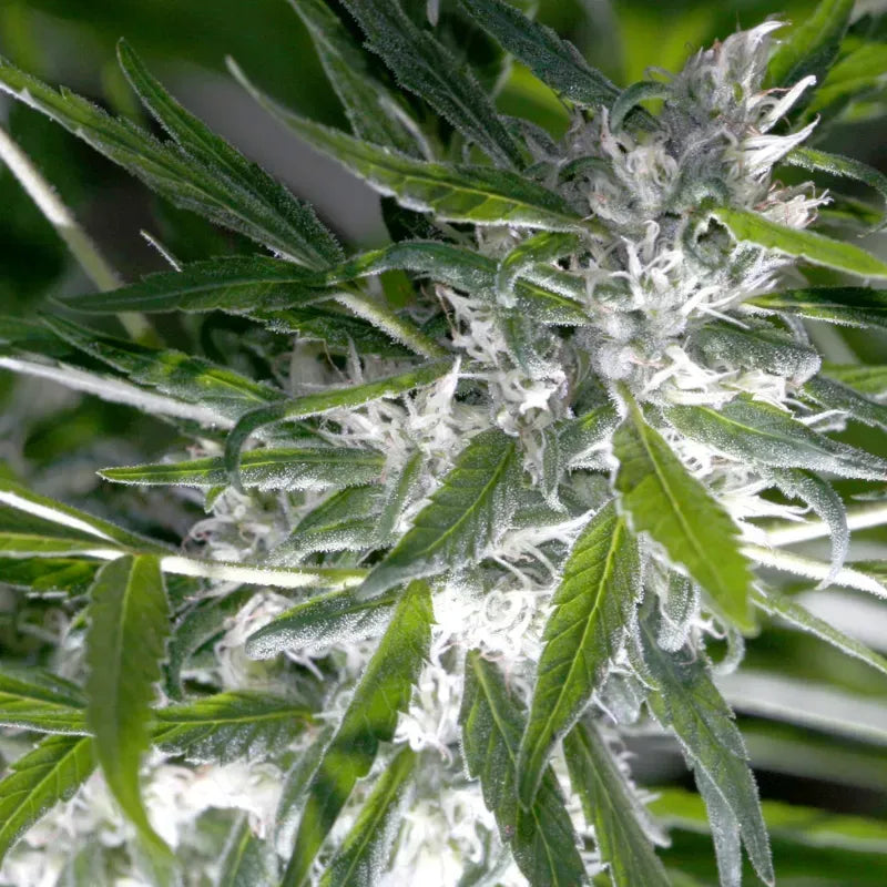 Trainwreck Auto