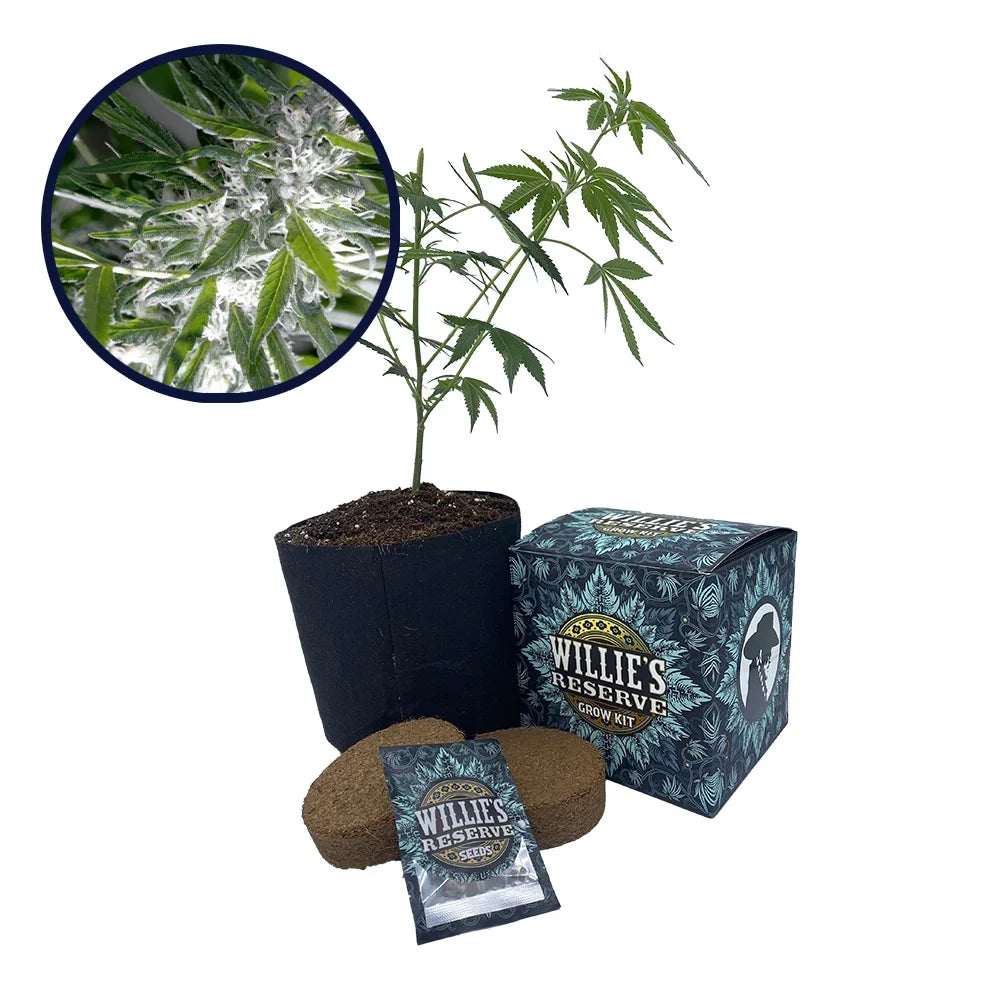 Trainwreck Strain High Yield Grow Kit