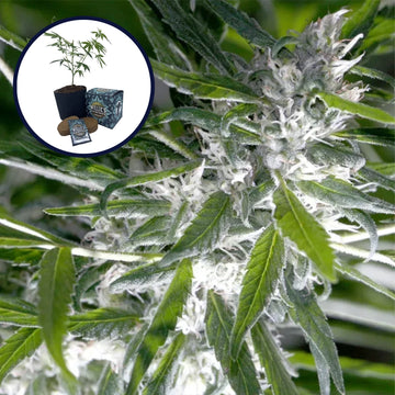 Trainwreck High Yield Grow Kit