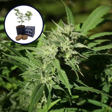 Triangle Kush Grow Kit