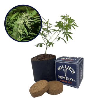 Triangle Kush Strain Grow Kit