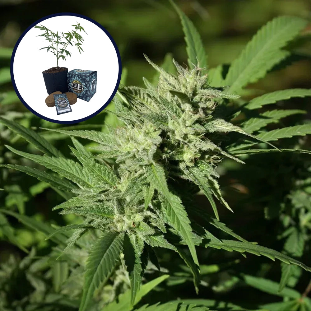 Triangle Kush High Yield Grow Kit