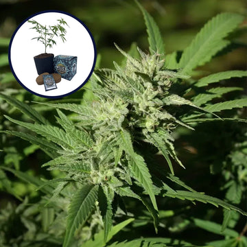 Triangle Kush High Yield Grow Kit