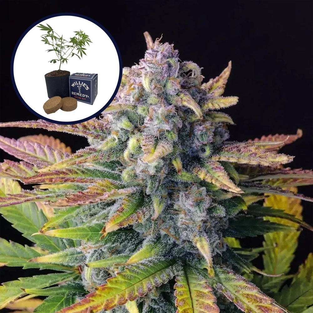 Tropicana Cookies Grow Kit
