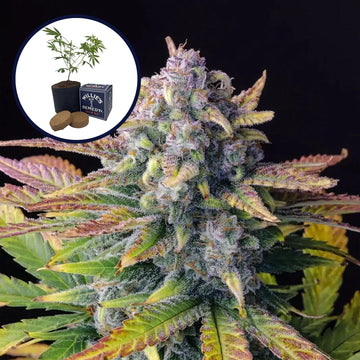 Tropicana Cookies Grow Kit