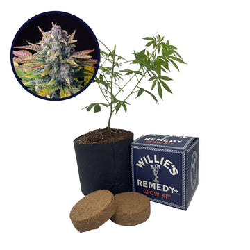 Tropicana Cookies Strain Grow Kit