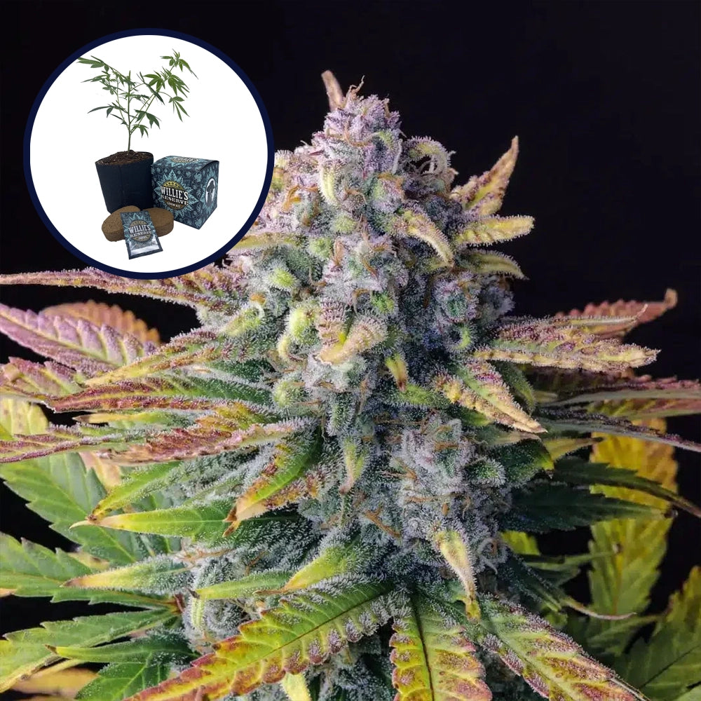 Tropicana Cookies High Yield Grow Kit