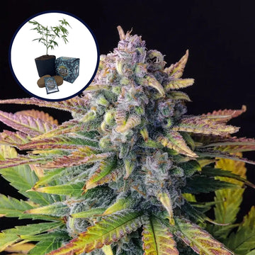 Tropicana Cookies High Yield Grow Kit
