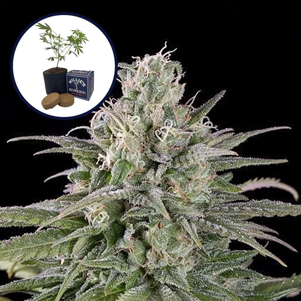 UK Cheese Grow Kit