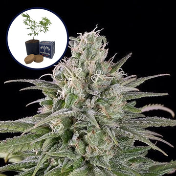 UK Cheese Grow Kit