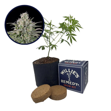 UK Cheese Strain Grow Kit