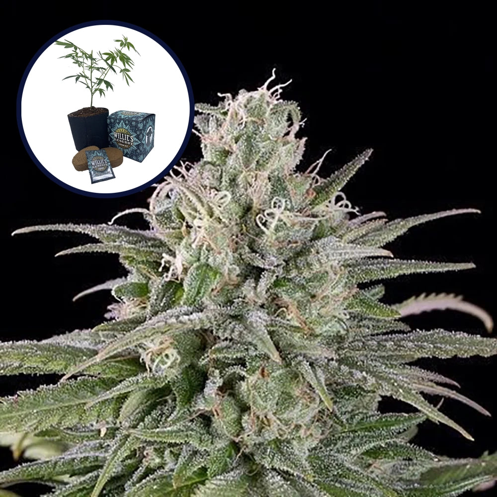 UK Cheese High Yield Grow Kit