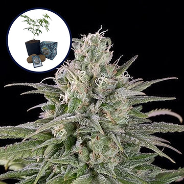 UK Cheese High Yield Grow Kit