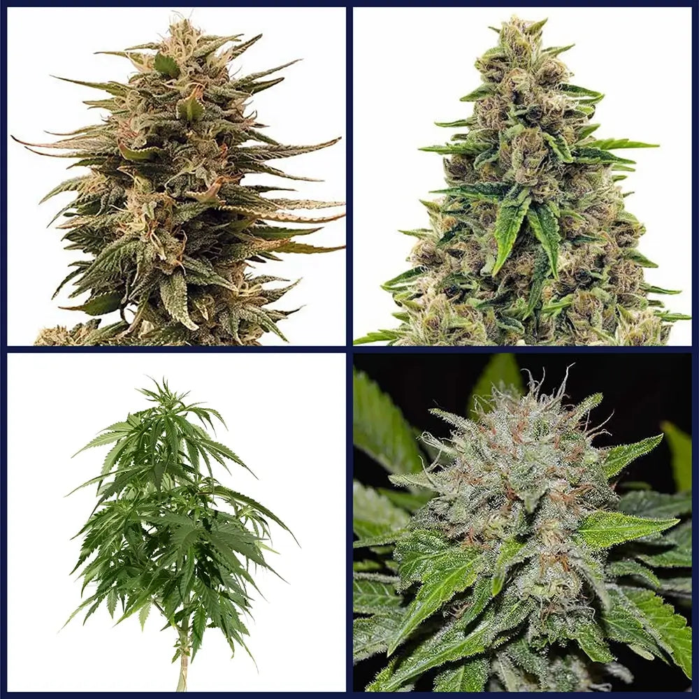 High CBD Strains Bundle