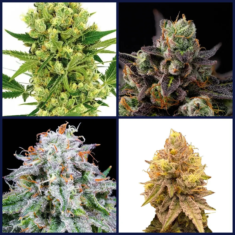 High THC Kit Bundle