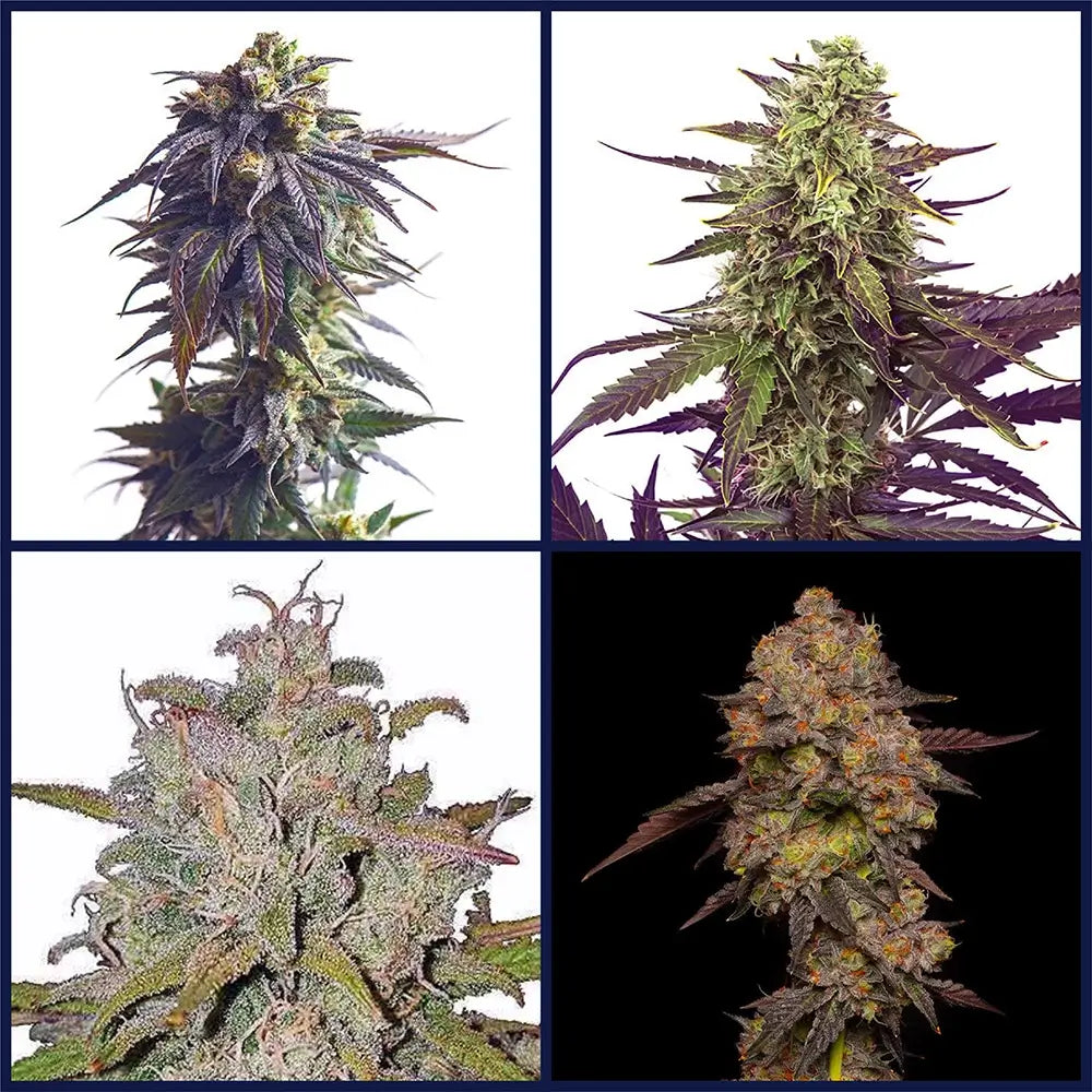 Hybrid Heros Strain Bundle