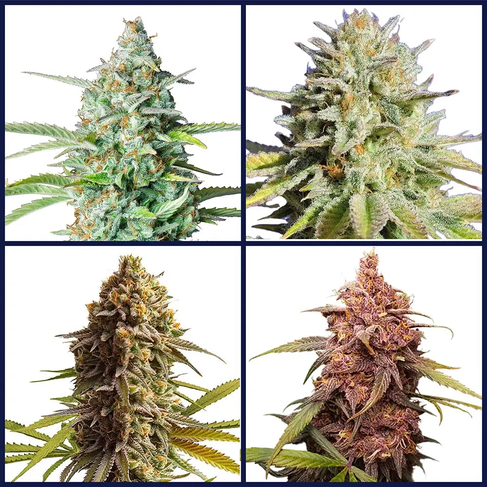 Indica Kits Bundle