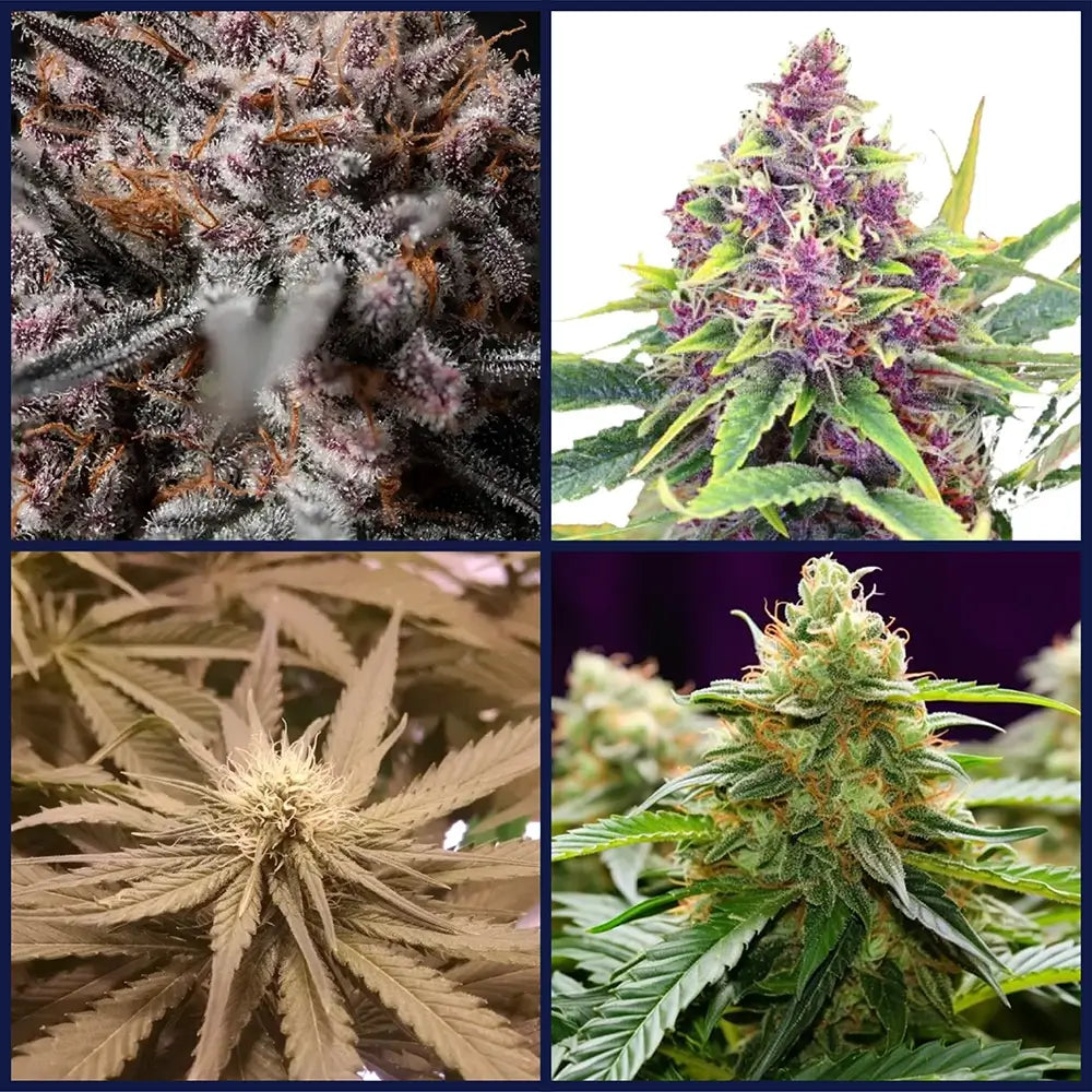 Kings of Kush Kits Bundle