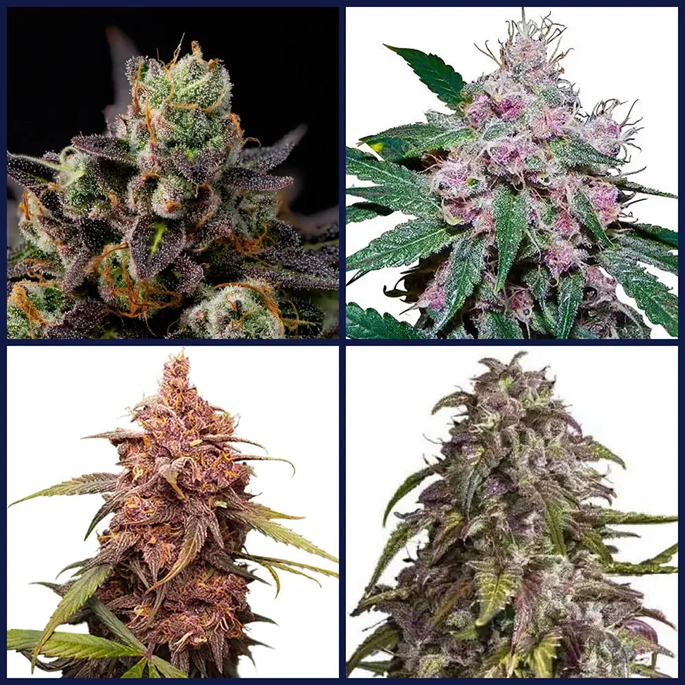Purple Strains Bundle