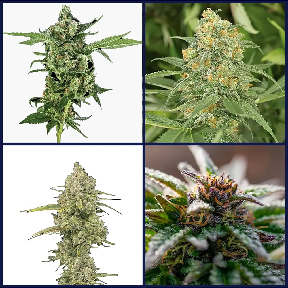 Sativa Strains Bundle