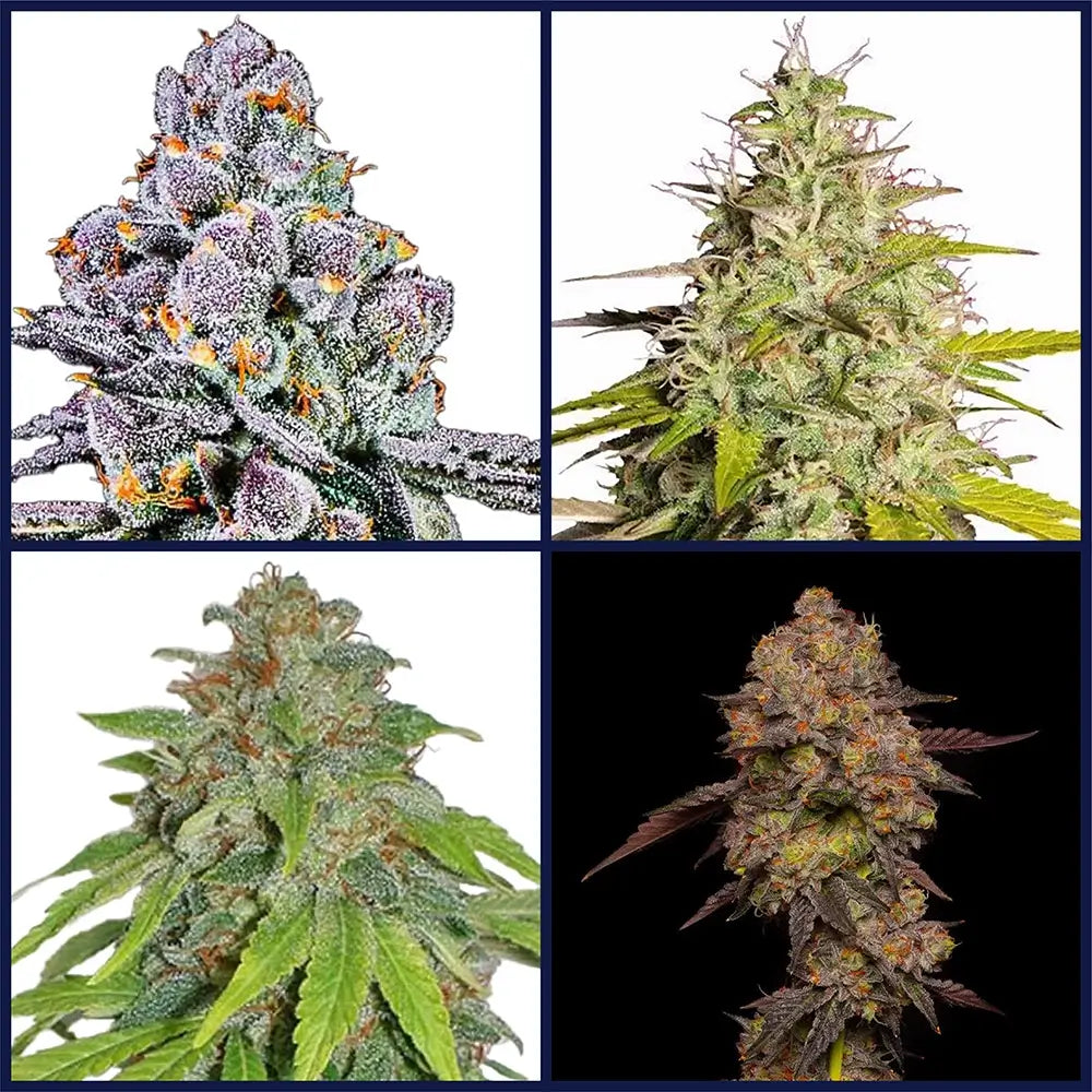 Top THCA Kits Bundle