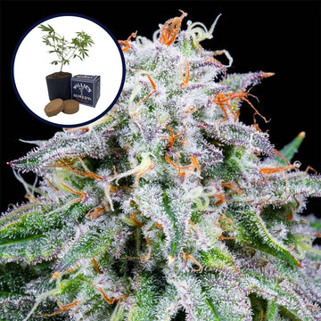 Watermelon Mimosa Grow Kit