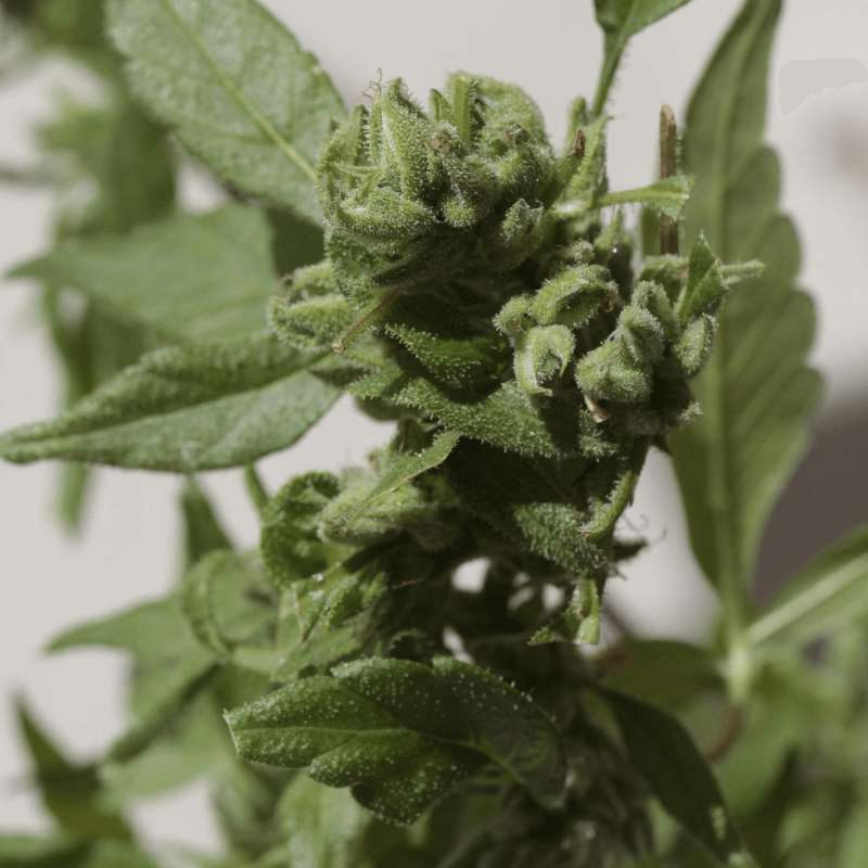 Watermelon Zkittlez Auto