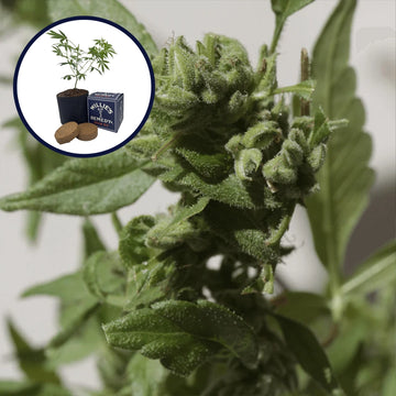 Watermelon Zkittlez Grow Kit