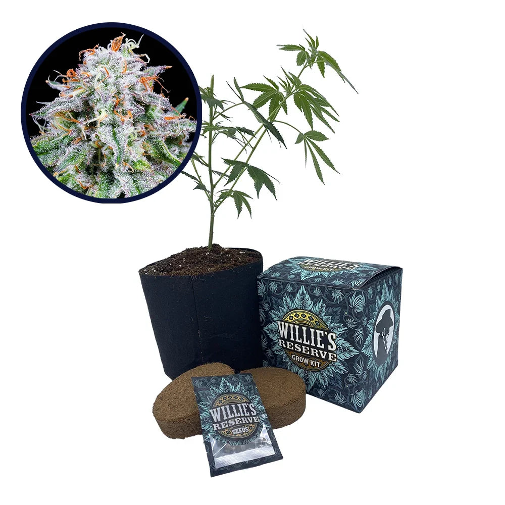 Watermelon Mimosa Strain High Yield Grow Kit