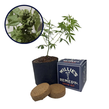 Watermelon Zkittlez Strain Grow Kit
