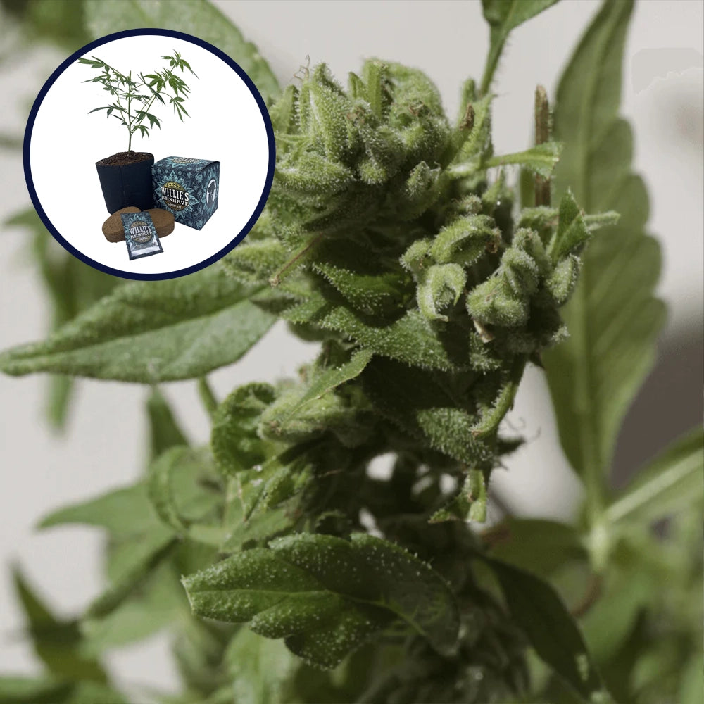 Watermelon Zkittlez High Yield Grow Kit