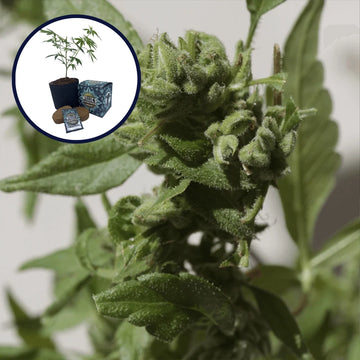 Watermelon Zkittlez High Yield Grow Kit