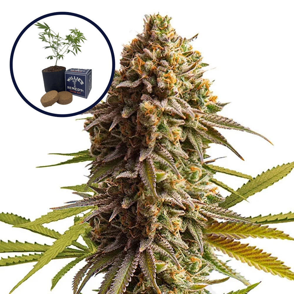 Wedding Cake Grow Kit