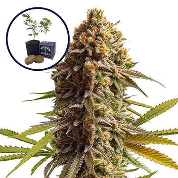 Wedding Cake Grow Kit