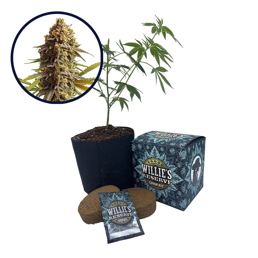 Wedding Cake Strain High Yield Grow Kit