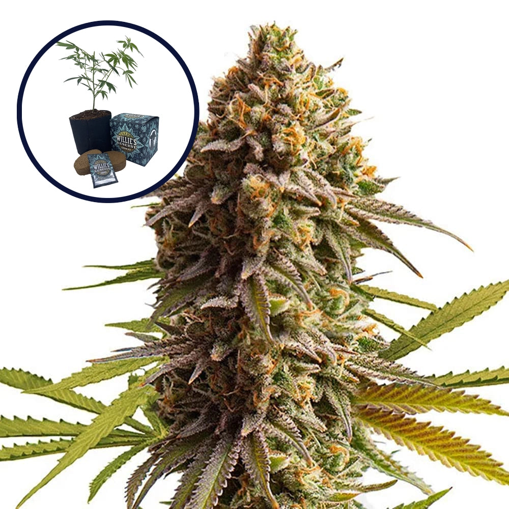 Wedding Cake High Yield Grow Kit