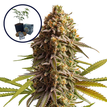 Wedding Cake High Yield Grow Kit