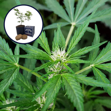 White Fire OG Grow Kit