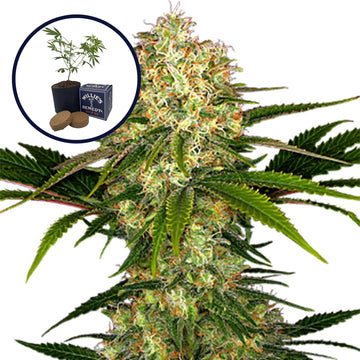 White Ice Grow Kit