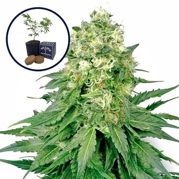 White Rhino Grow Kit