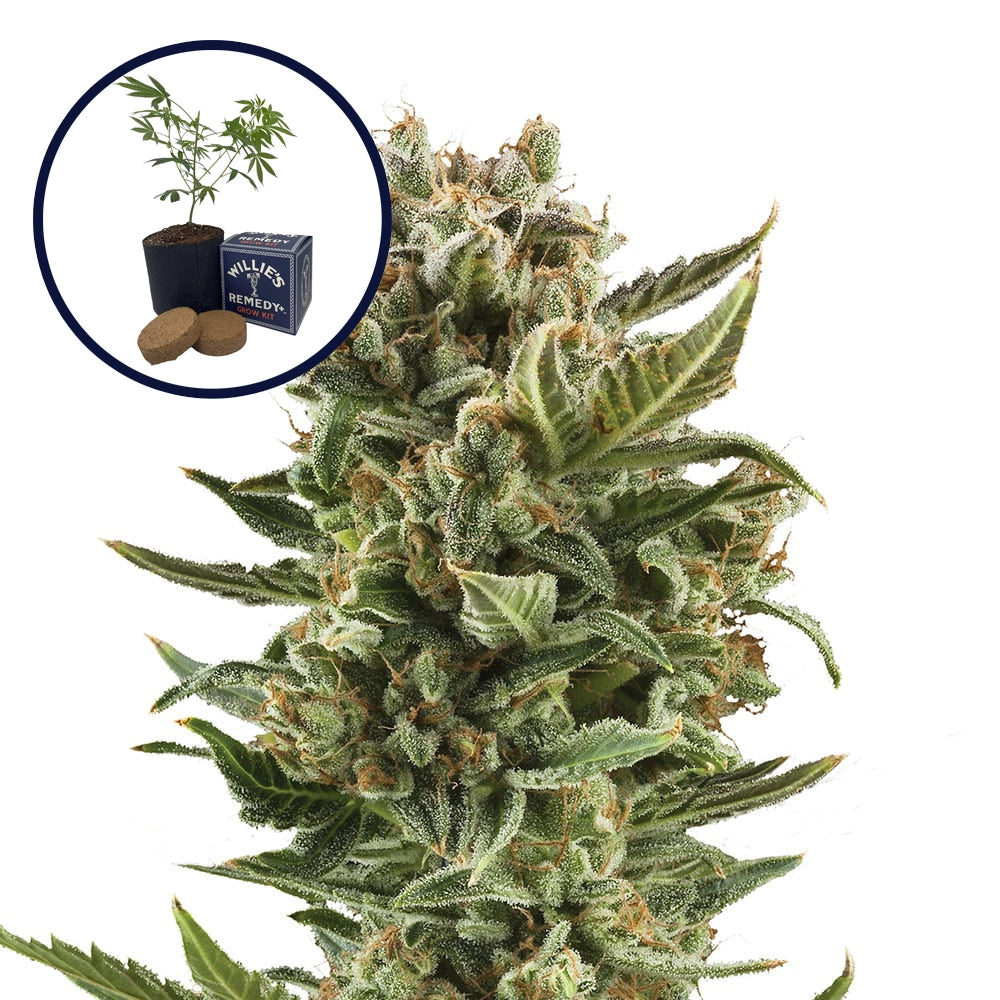 White Widow Grow Kit